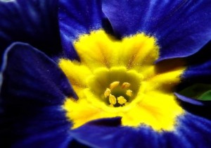 blue flower with a yellow centre